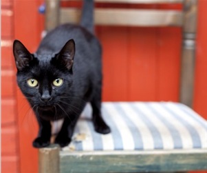 black cat Cats Protection Caterham Redhill animal charity.jpg black cat Cats Protection Caterham Redhill animal charity.jpg